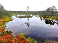 Im Moor des Lahemaa Nationalparks