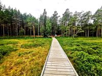 Im Moor des Lahemaa Nationalparks unterwegs