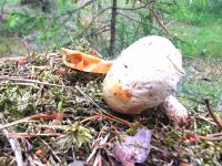 Pilze sammeln ist bei den Esten im Herbst sehr beliebt