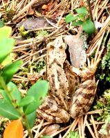 Frosch im Lahemaa Nationalpark