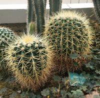 Die stacheligen Gesellen wachsen hier nur unter Glas, Palmse