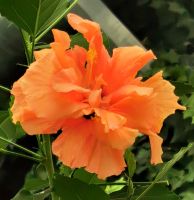 Gefüllter Hibiskus in der Orangerie von Palmse
