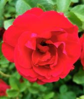 Rose im Garten von Palmse