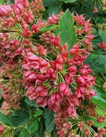 Im Garten des Gutshauses eingefangen