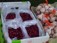 auf dem „Zwiebelweg“: Rundgang in Kolkja