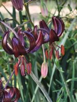 Tartu Botanischer Garten