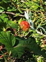 Lahemaa NP Moor Viru Rabu- Moosbeere