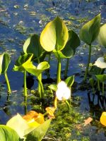 Lahemaa NP Moor Viru Rabu- Wasserlilie