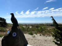 Kurische Nehrung- Düne