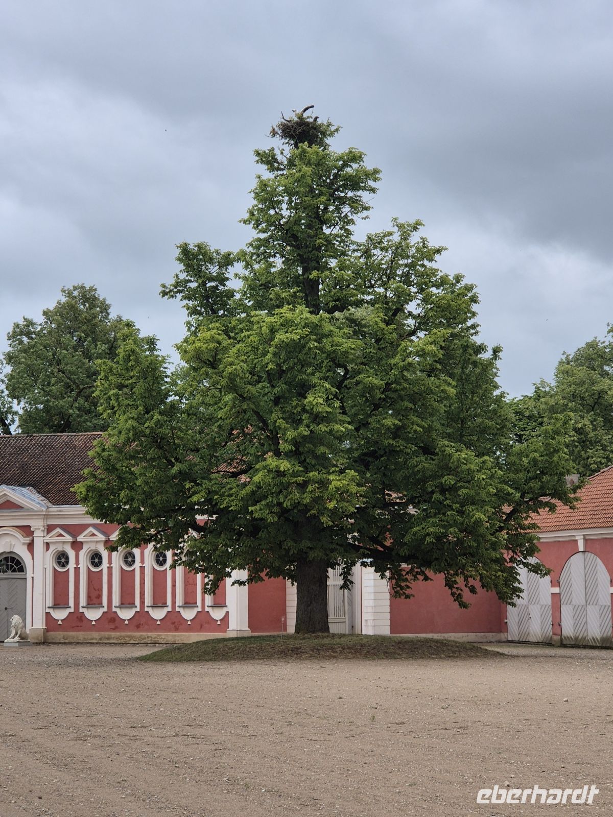 Tag 5 - Rundale - Stolzer Baum mit Storchennest