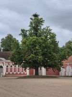 Tag 5 - Rundale - Stolzer Baum mit Storchennest