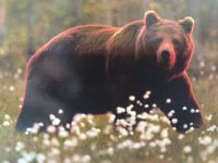 Laheema Nationalpark - ganz nah dran