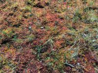 Laheema Nationalpark Viru Rabu Moos