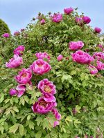 Chinesische Strauchpäonie