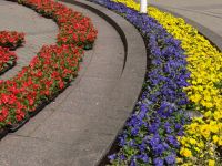 Vilnius, heute werden überall Blumen gepflanzt.