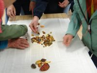 Bernsteinkunde, was ist Bernstein? Frauenhände sortieren.