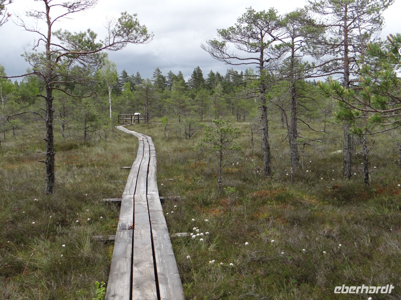 Kemeri Nationalpark, der Bohlenweg durch das Moor