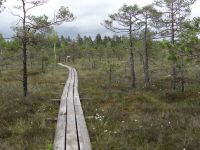 Kemeri Nationalpark, der Bohlenweg durch das Moor