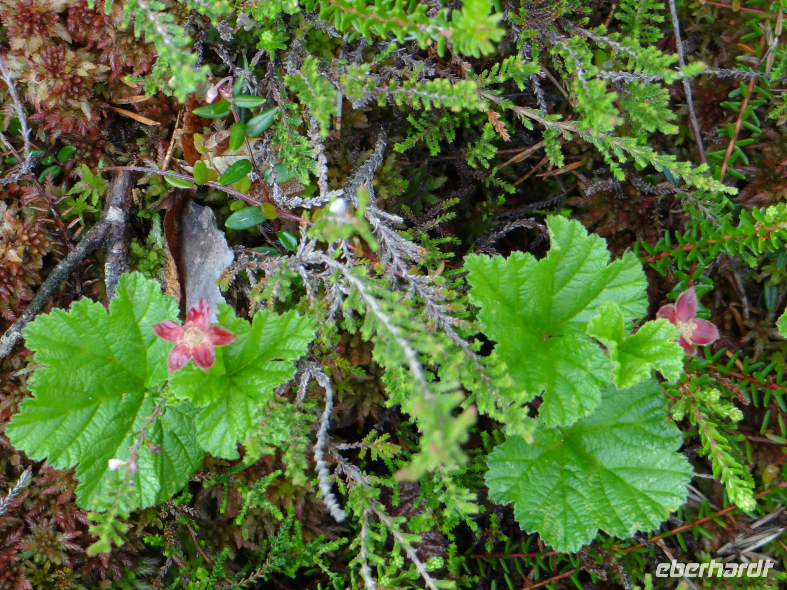 Kemeri Nationalpark, zarte Blüten inmitten einer rauen Natur.