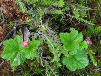 Kemeri Nationalpark, zarte Blüten inmitten einer rauen Natur.