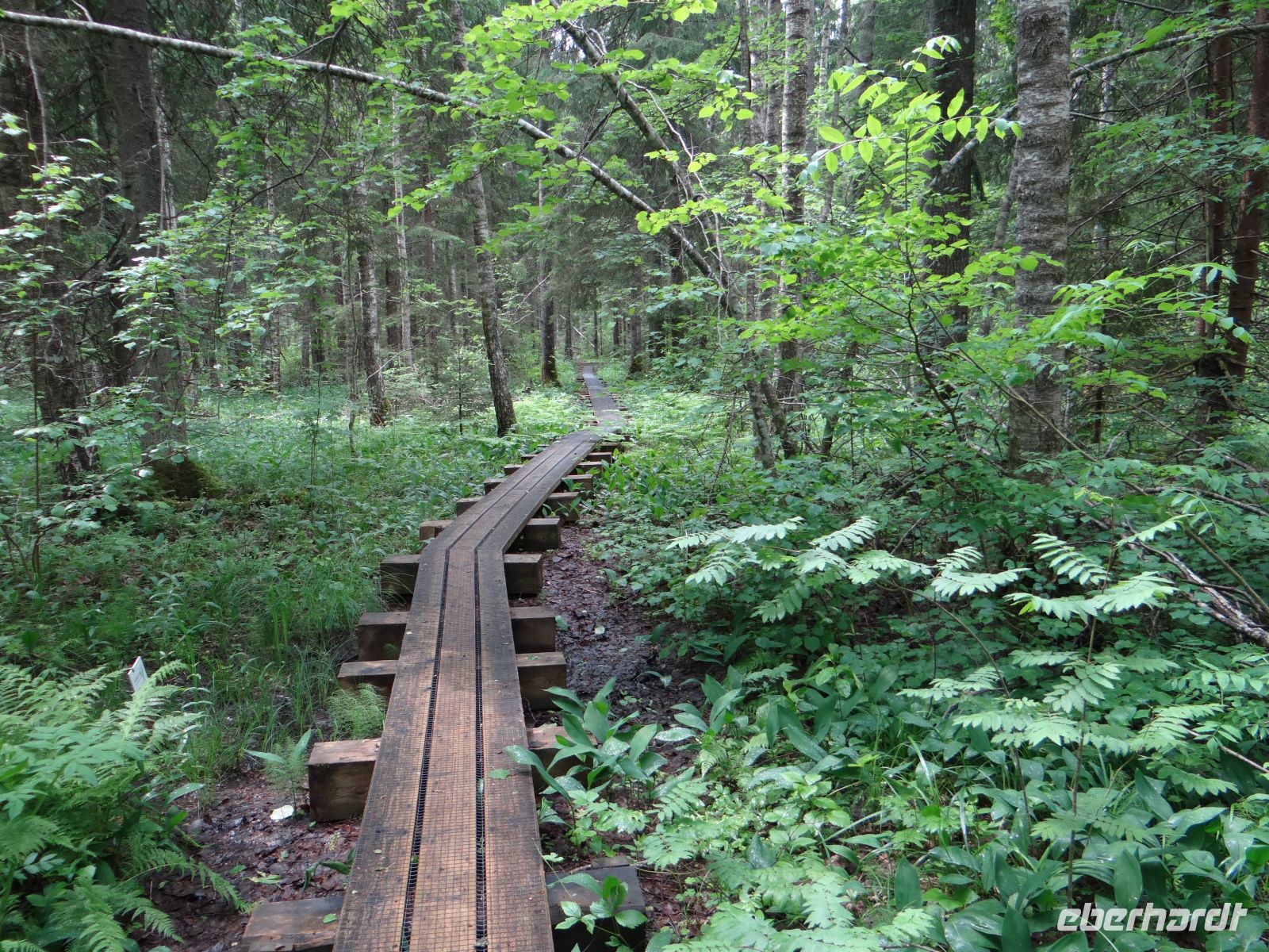 Soomaa Nationalpark, der Bibersteg