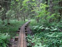 Soomaa Nationalpark, der Bibersteg
