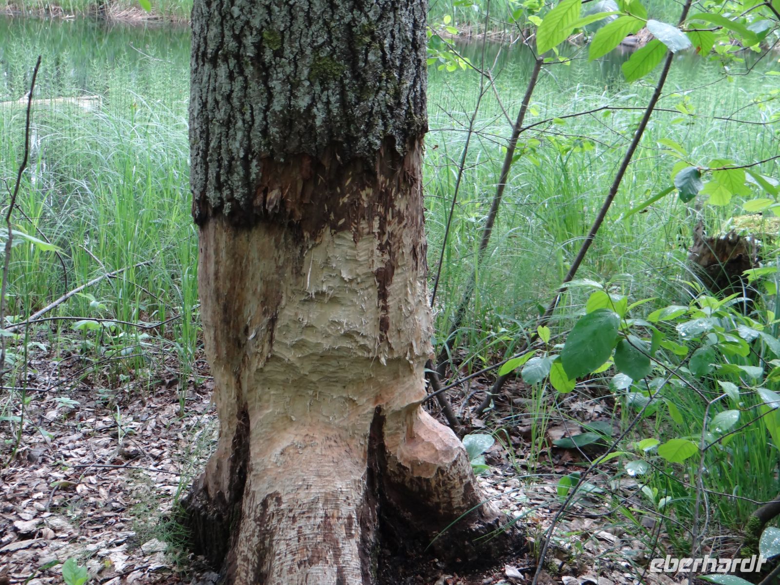 Soomaa Nationalpark, der Bibersteg