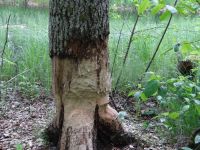 Soomaa Nationalpark, der Bibersteg