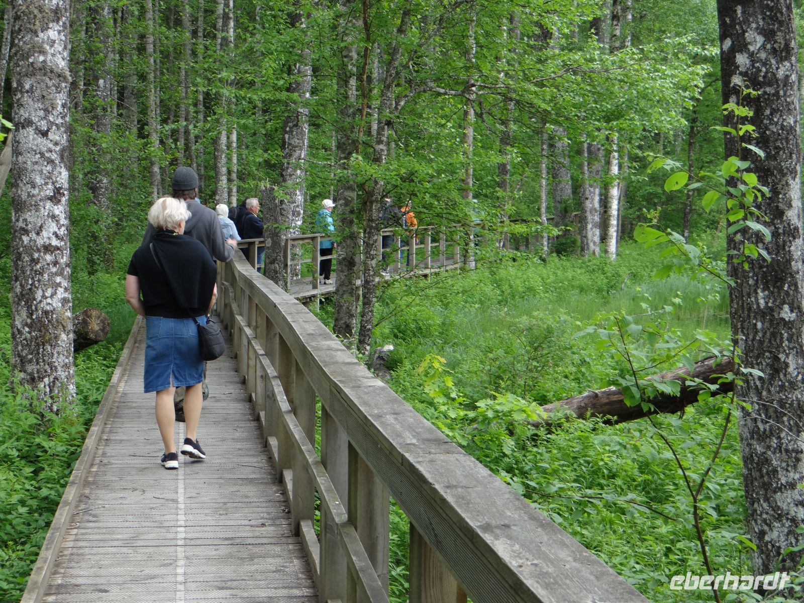 Soomaa Nationalpark, der Bibersteg