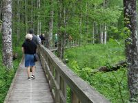 Soomaa Nationalpark, der Bibersteg