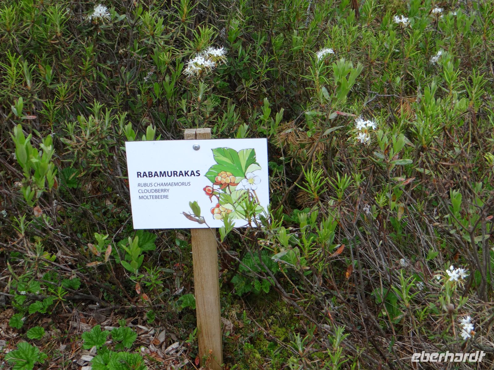 Soomaa Nationalpark, Informationen entlang des Moorpfads