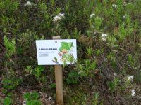 Soomaa Nationalpark, Informationen entlang des Moorpfads