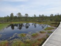 Lahemaa Nationalpark, das Hochmoor Viru raba 