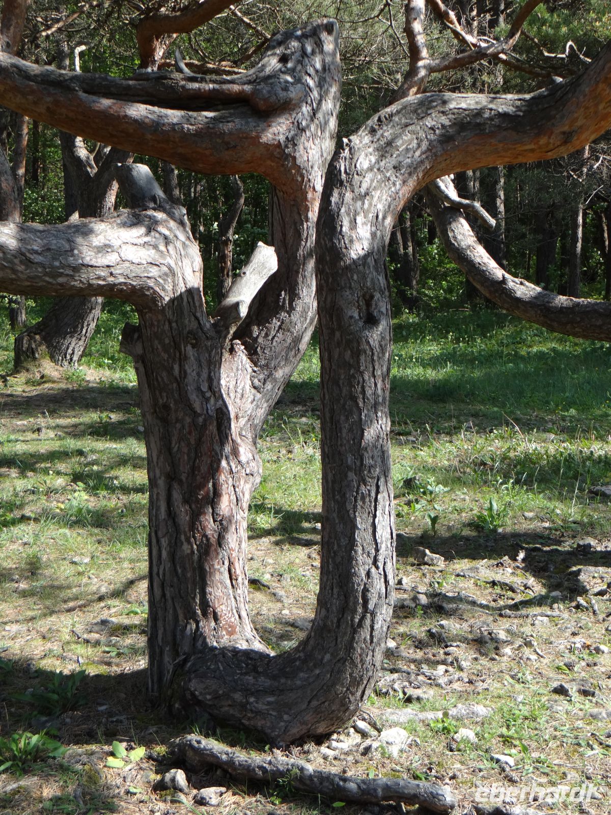 Panga, der Wind formt die Bäume.