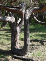 Panga, der Wind formt die Bäume.