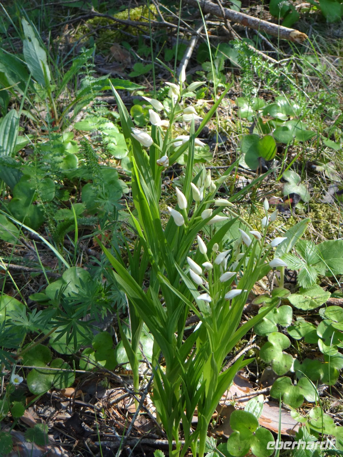 Panga, ein Fund - die Orchidee „Waldvögelchen“