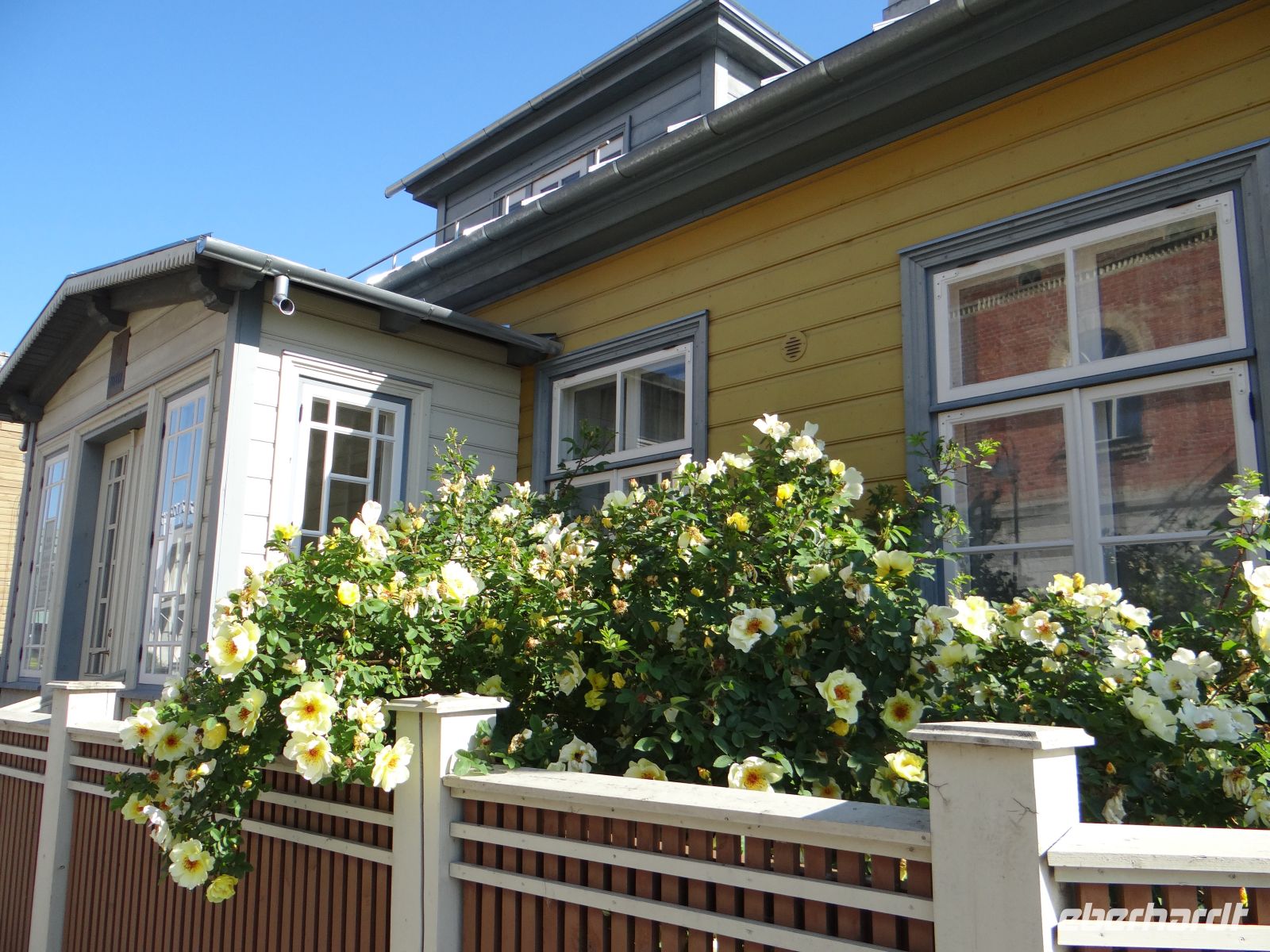 Kuressaare, gelbe Teerosen vor gelber Hauswand