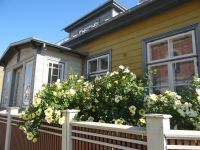 Kuressaare, gelbe Teerosen vor gelber Hauswand