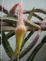 ... sie blühte nur eine Nacht...