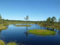 Moorlandschaft