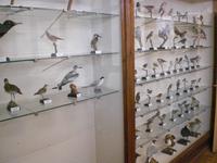 Präparierte Vögel in der Vogelwarte