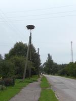 Storchennest auf einem Mast