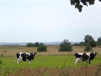 Landkühe schauen dem vorbeifahrenden hinterher