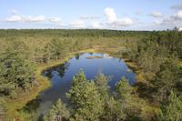 Hochmoor - Lahemaa NP