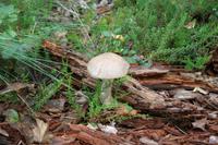 Lahemaa Nationalpark