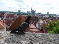 Blick von der Terrasse auf Tallinn