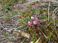 Pflanzen im Lahemaa NP