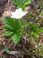 Pflanzen im Lahemaa NP