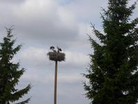 Bewohner am Klostergarten