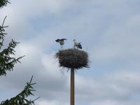 Bewohner am Klostergarten